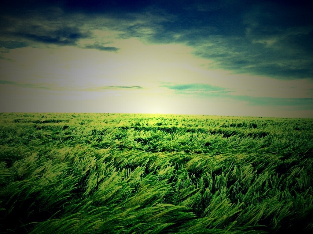 Море трав обои