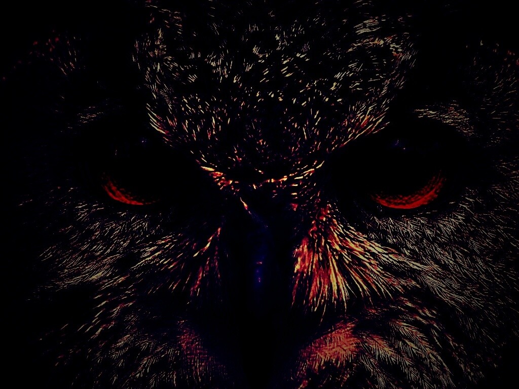 Красноглазая сова обои