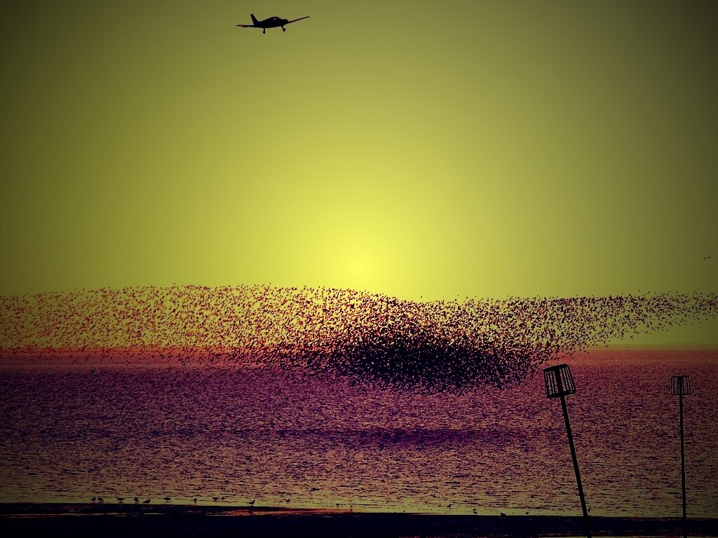 Взлетающая стая птиц обои