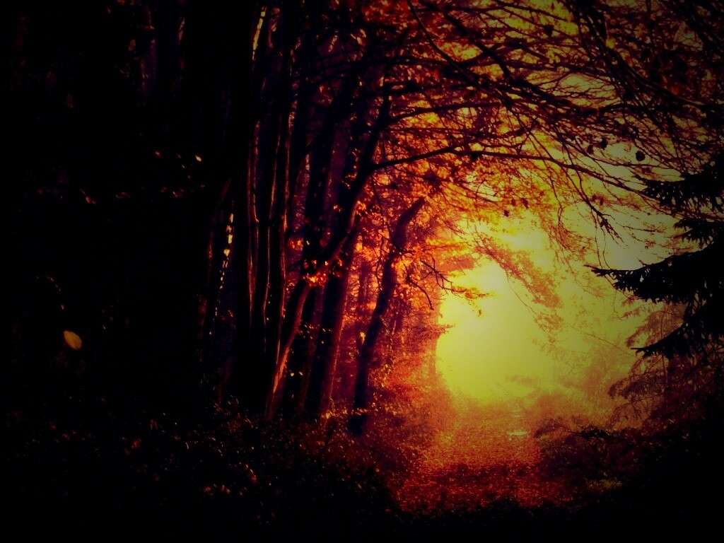 Дорожка заваленная листьями обои