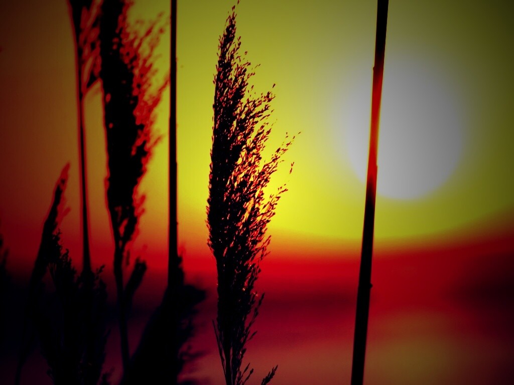 Травинка на закате обои