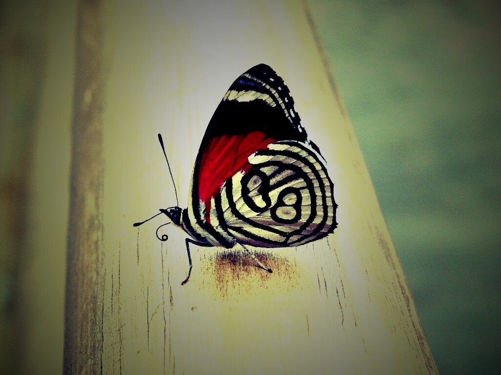 Бабочка на бревне обои