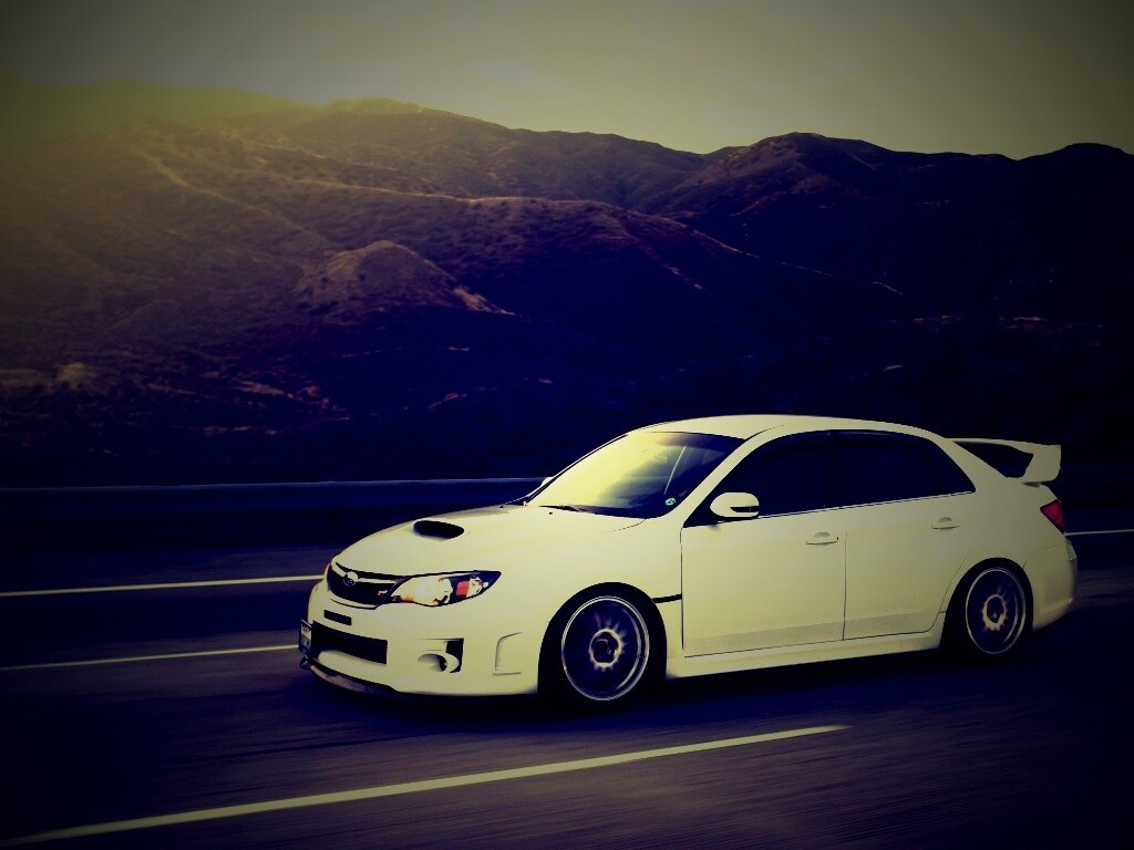 Белый субарь на тарссе обои