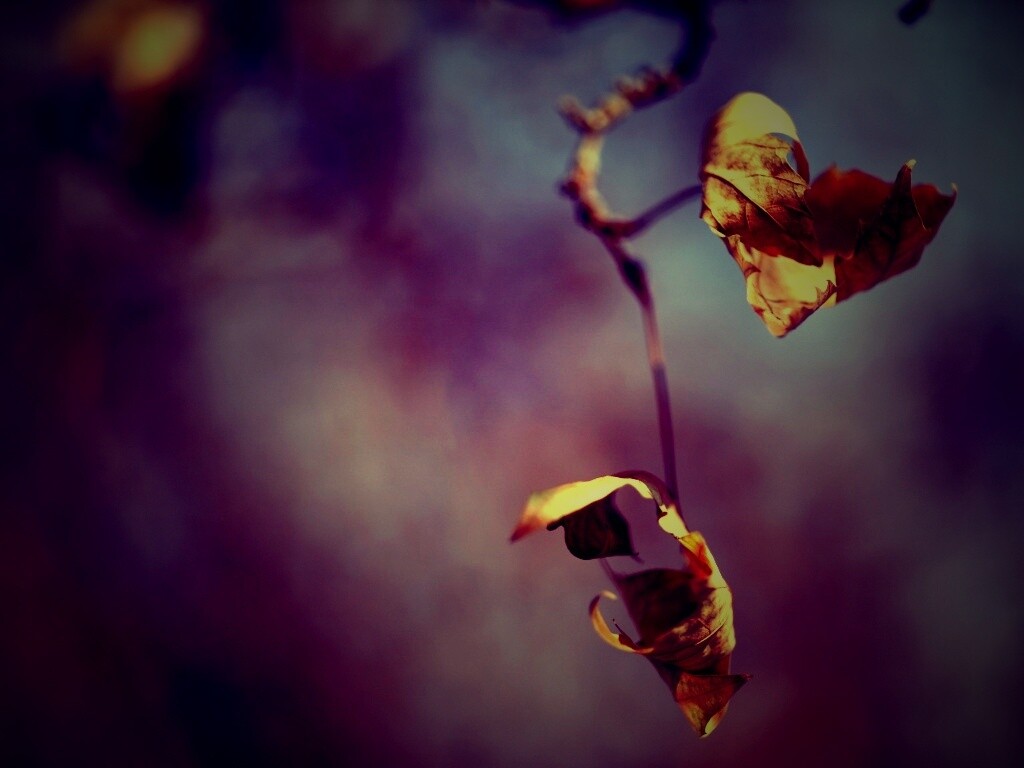 Увядшие листья обои