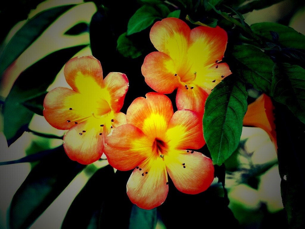 Оранжевые цветочки обои