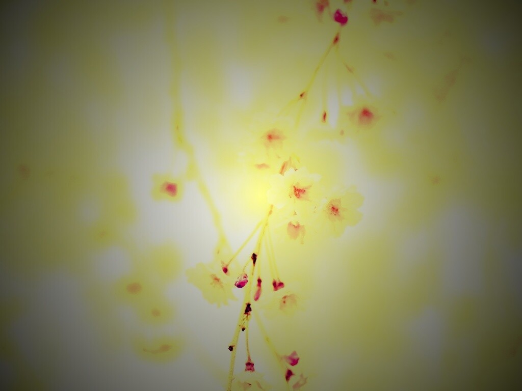 Нежные цветы обои