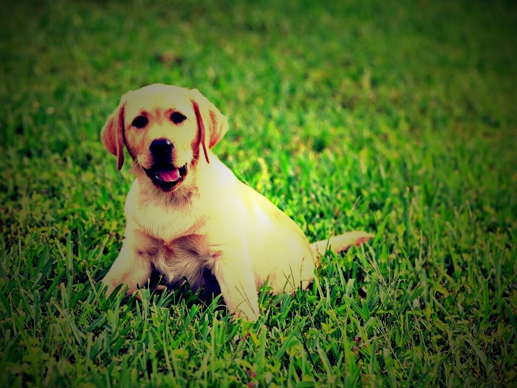 Щенок лабрадора в траве обои