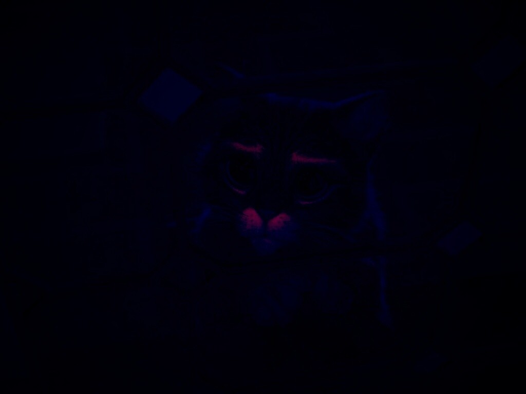 Кот в сапогах обои