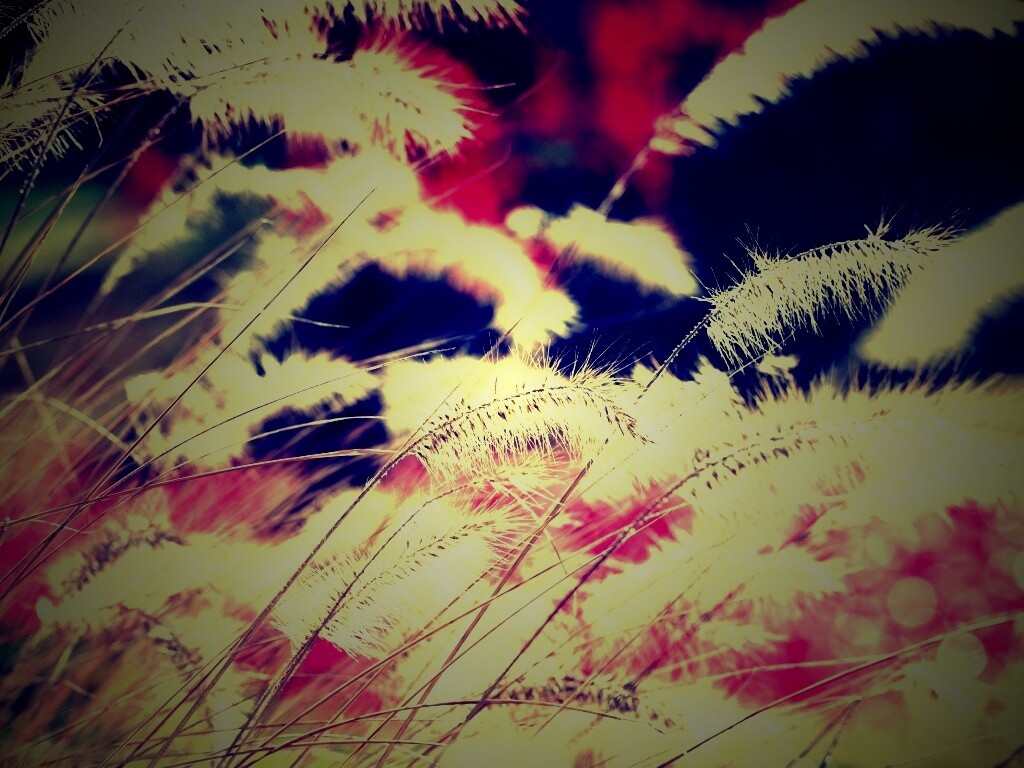 Травинки на ветру обои