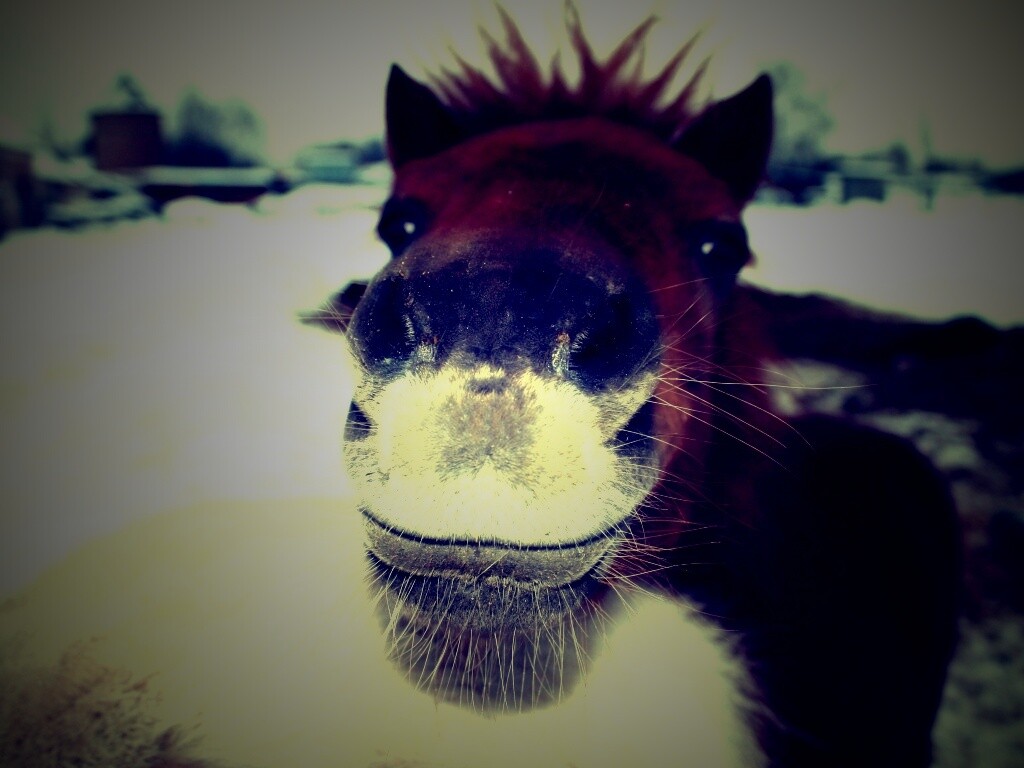 Морда пони обои