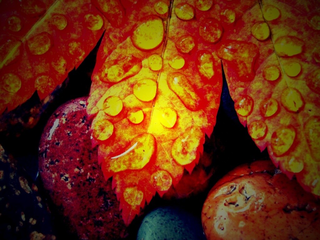 Мокрые листья на камнях обои