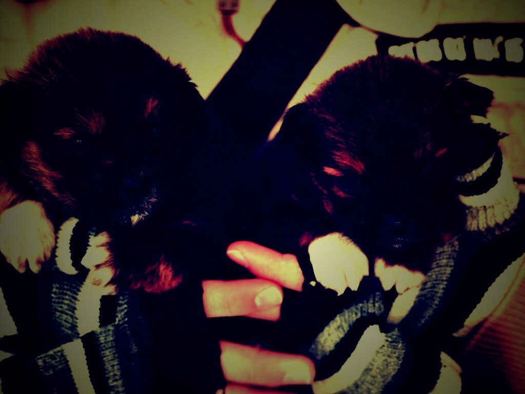 Два коричневых щенка обои