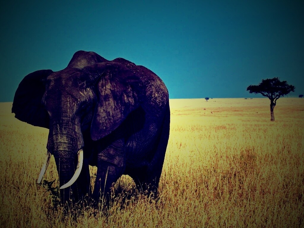 Африканский слон обои