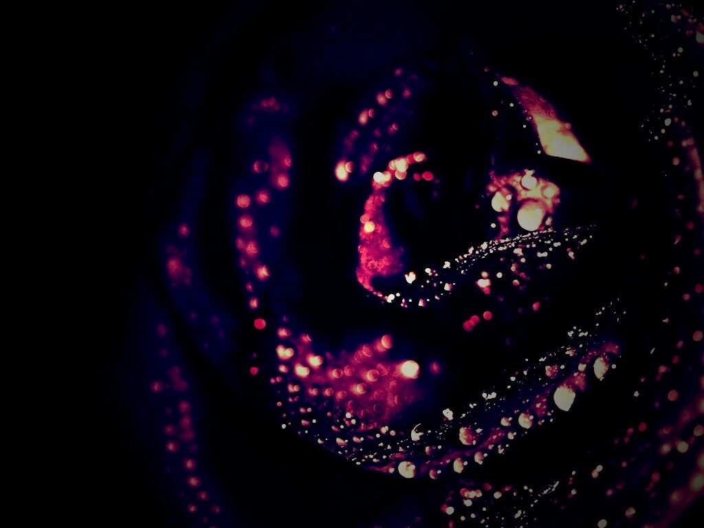 Черная роза обои