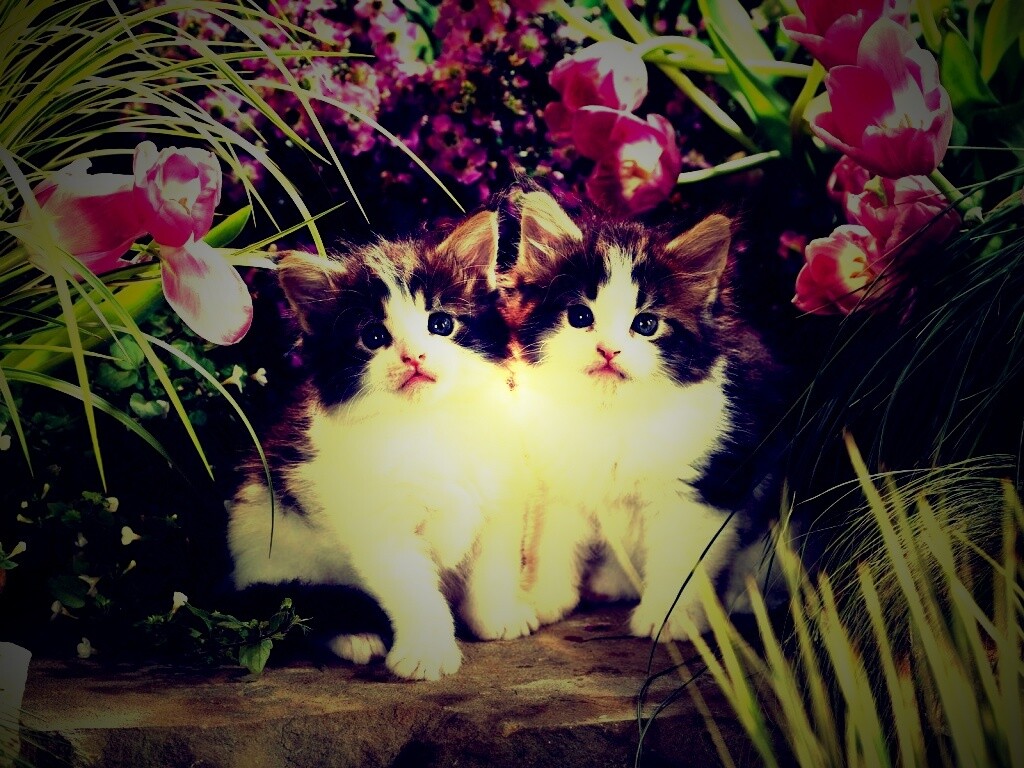 Котята в цветах обои