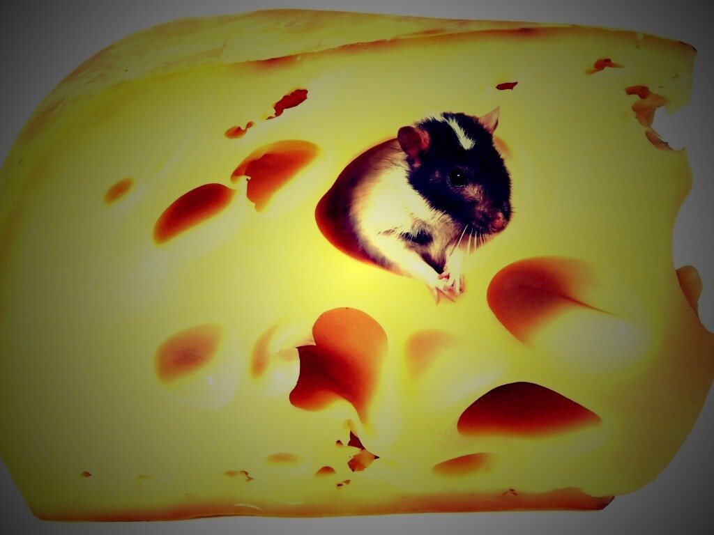 Мышка в сыре обои
