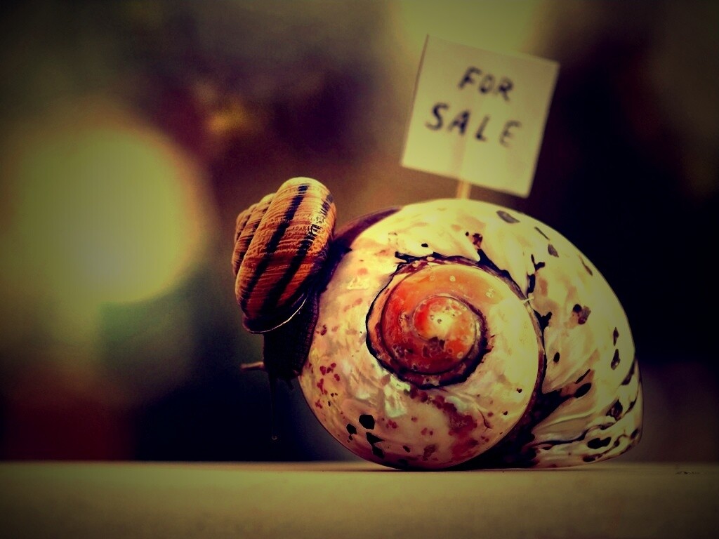 Улитка приматрвиает новый дом обои