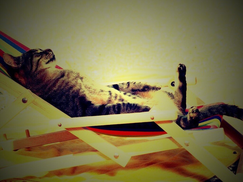 Кот в отпуске обои