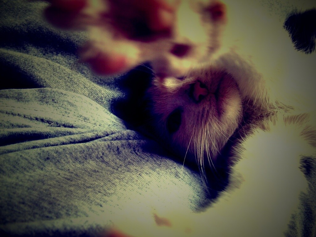 Кот фоткает сам себя обои