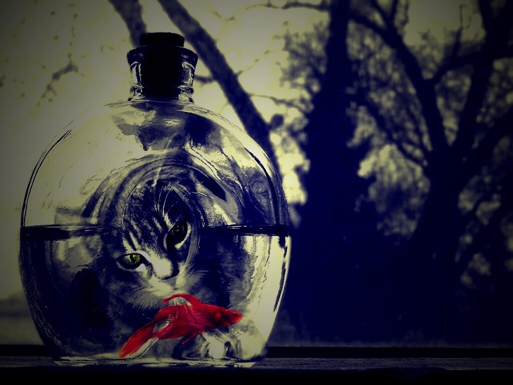 Кот наблюдает за рыбкой в бутылке обои