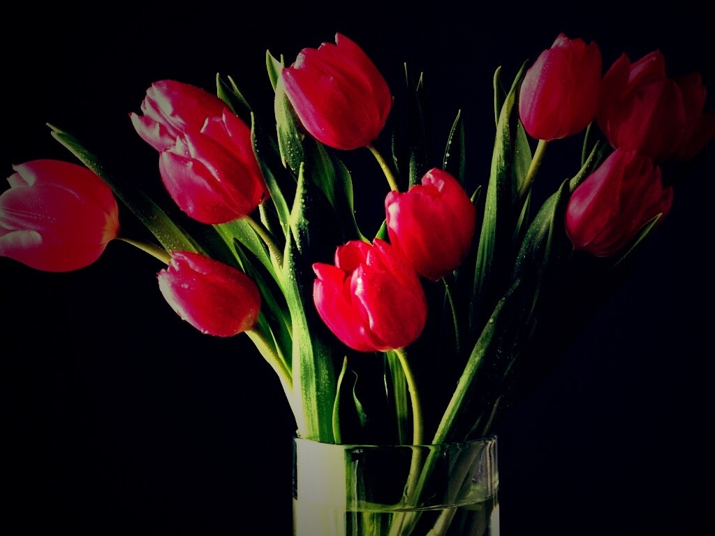 Букет тюльпанов обои