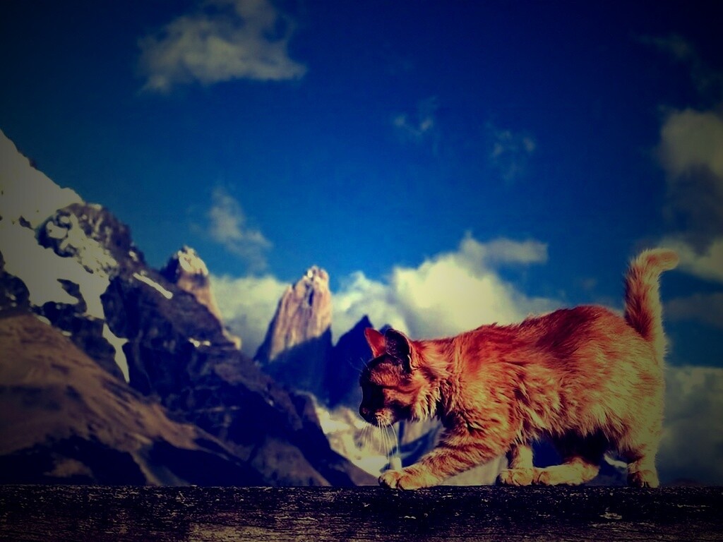 Рыжий котик в горах обои