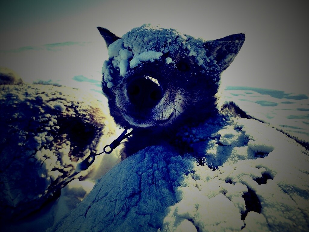 Собачка под снегом обои