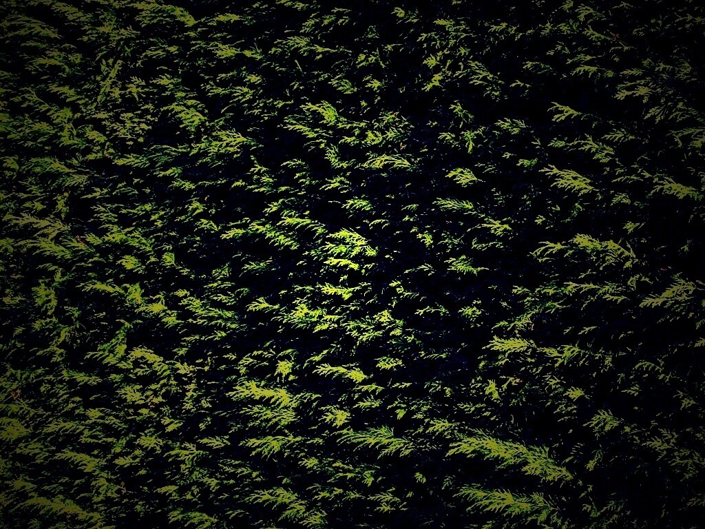 Густые хвойные заросли обои