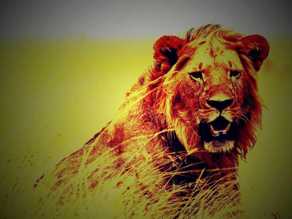 Ярко оранжевый лев обои