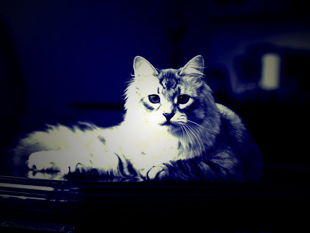 Кот благородных кровей обои