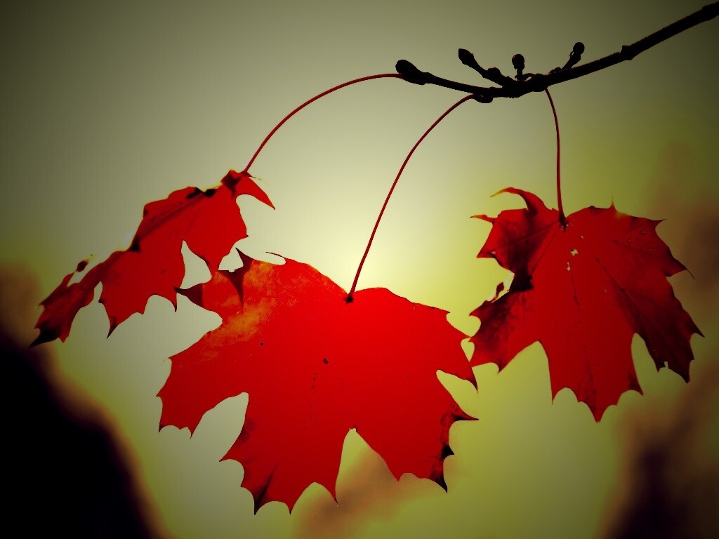 Покрасневшие листья клена обои