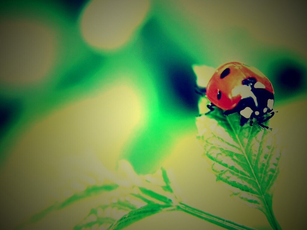 Божья коровка в макро обои