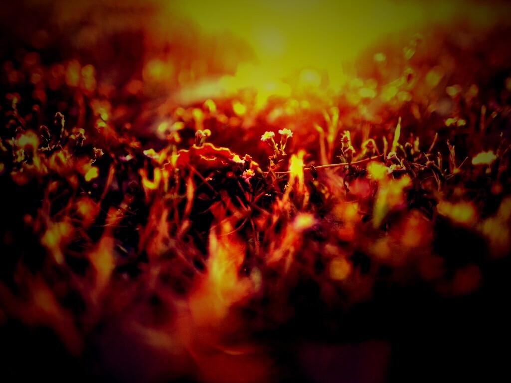 Полевые цветы в закатном солнце обои