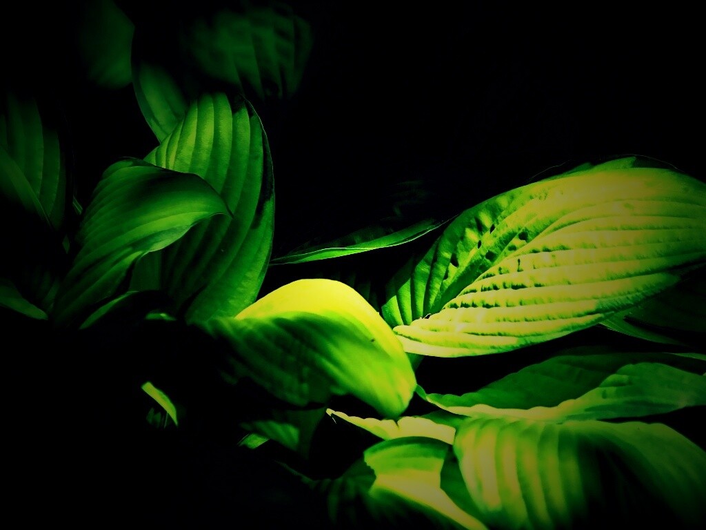 Хитросплетение зеленых листьев обои