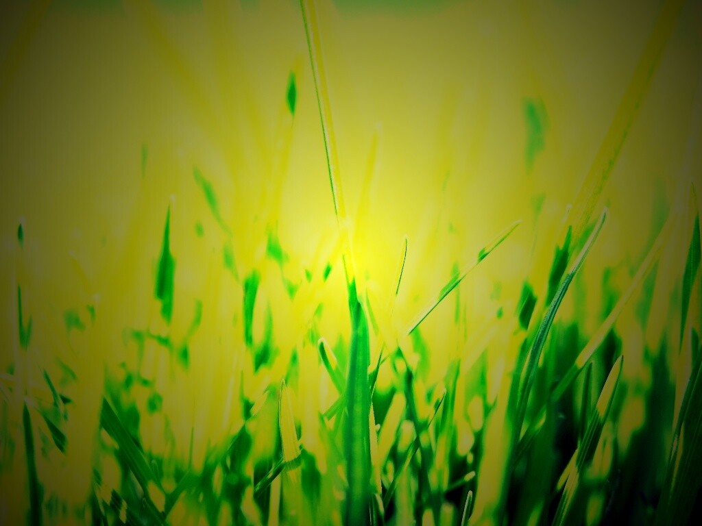 Ярко зеленая трава обои
