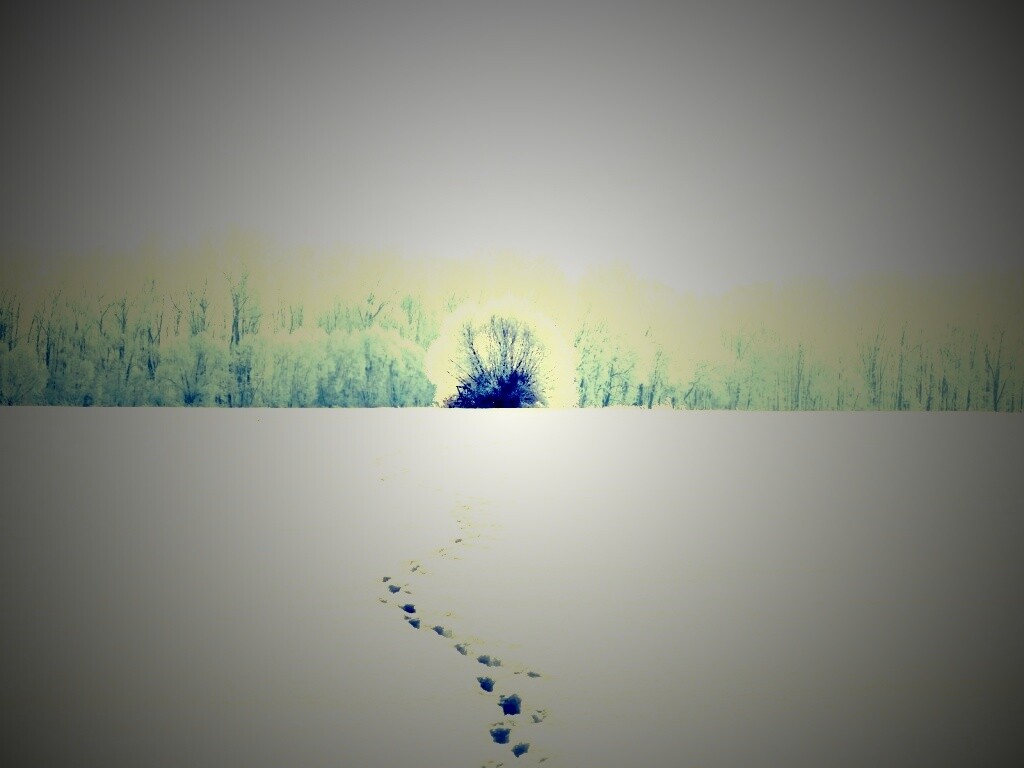 Следы на снегу обои