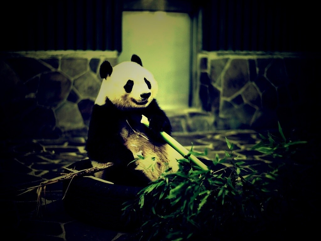 Панда точит бамбук обои