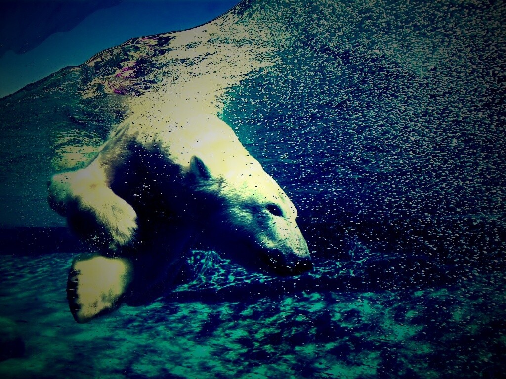 Нырнувший белый медведь обои