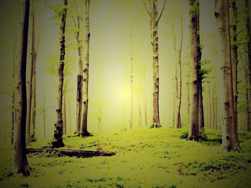 Опушка осинового леса обои