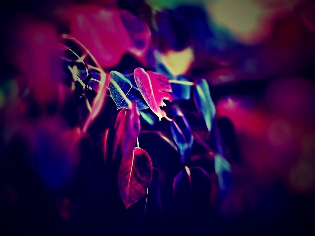 Фиолетовые листья обои