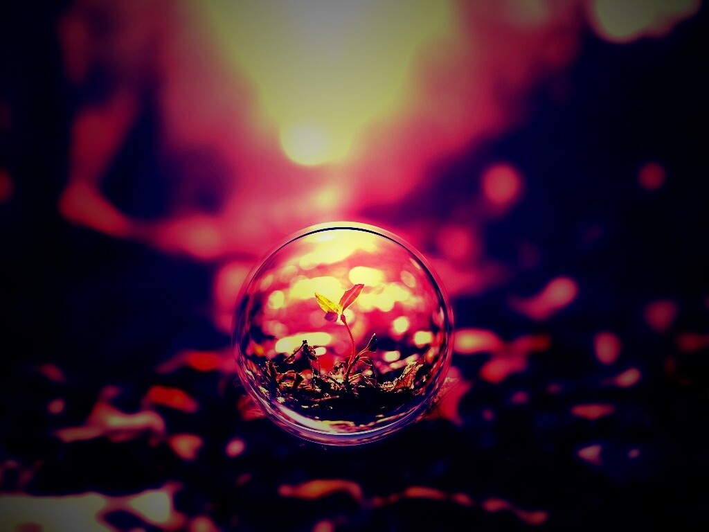 Росток в пузыре обои