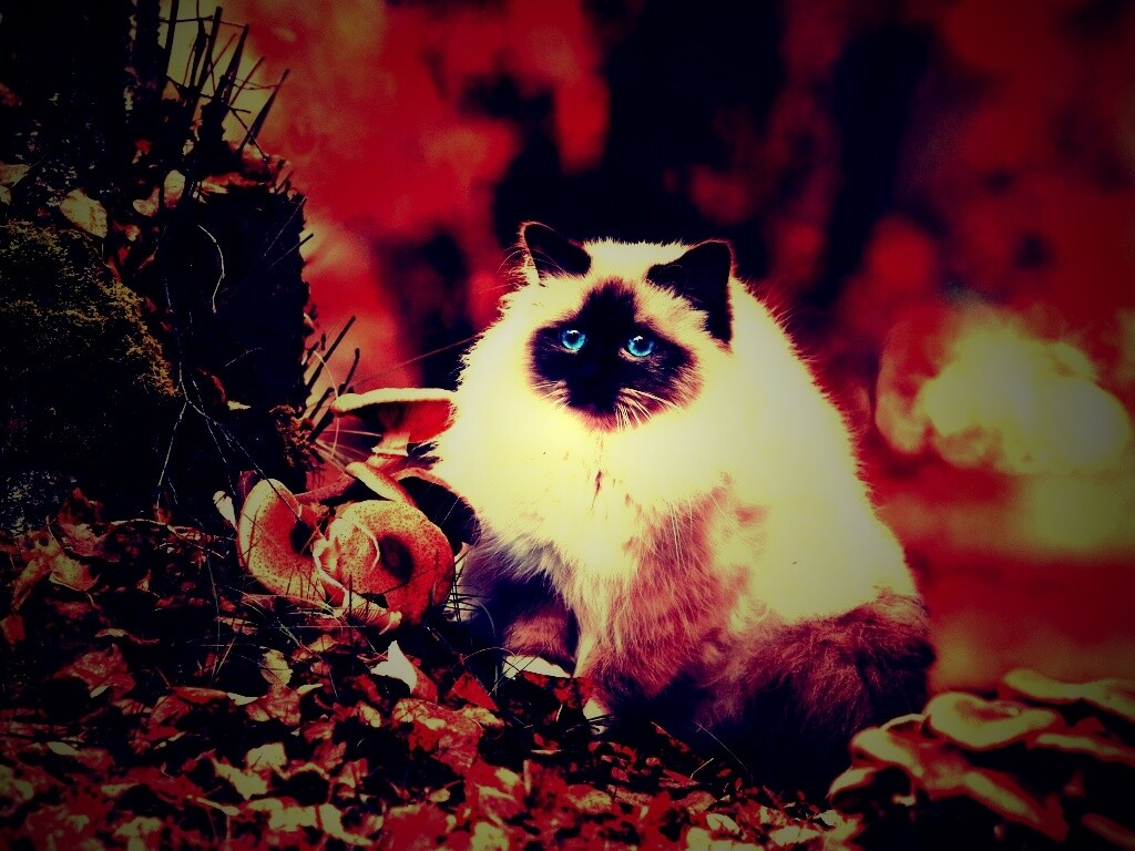 Пушистый кот среди пожелтевшей листвы обои