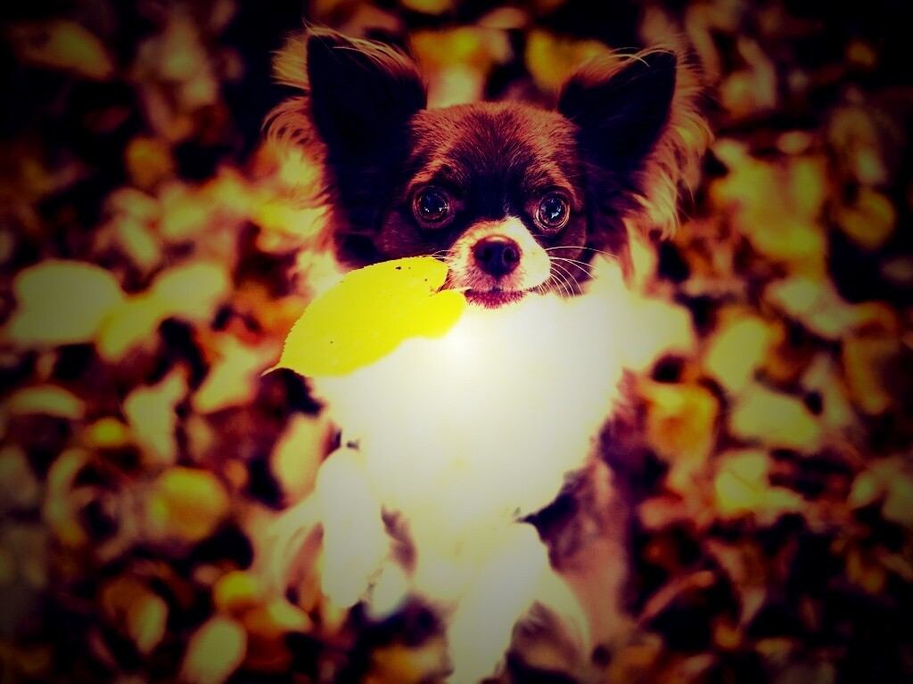 Собачка с листиком в зубах обои