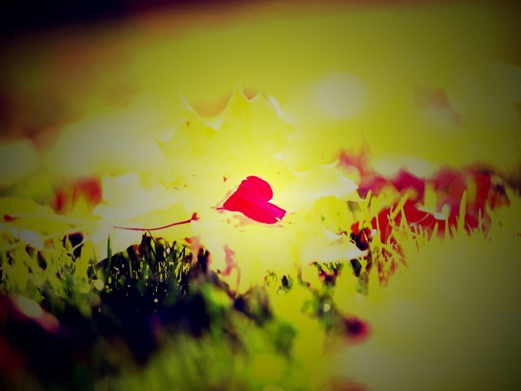 Листик в форме сердца обои