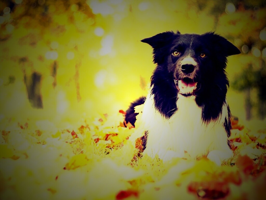Пес среди листвы обои