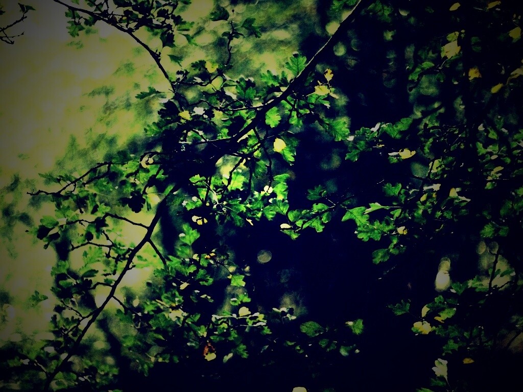 Дубовая зеленая листва обои