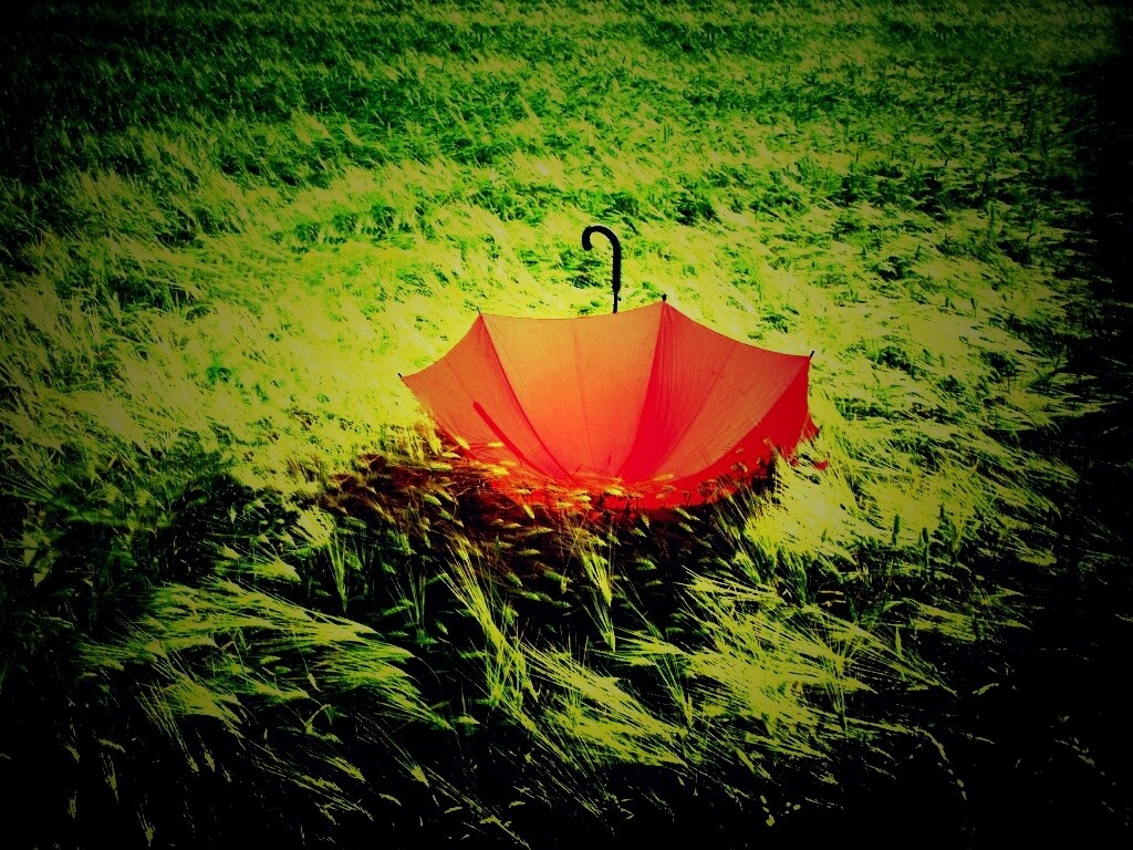 Зонт на траве обои