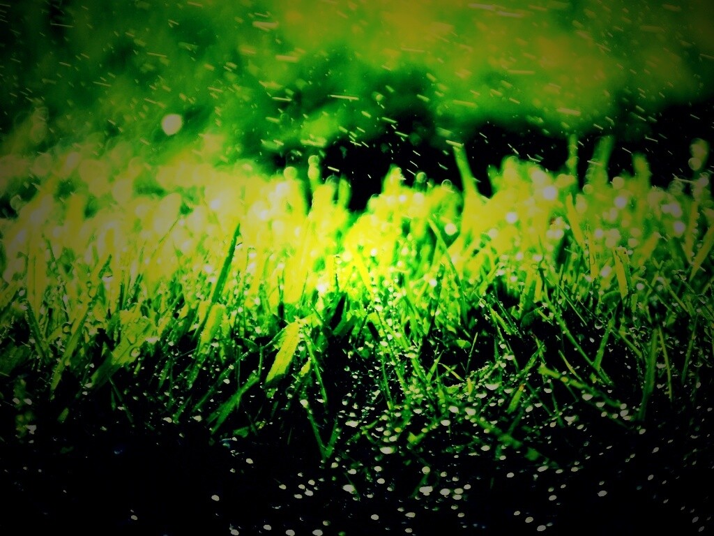 Роса на траве обои