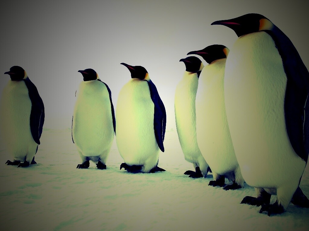 Слет пингвинов обои