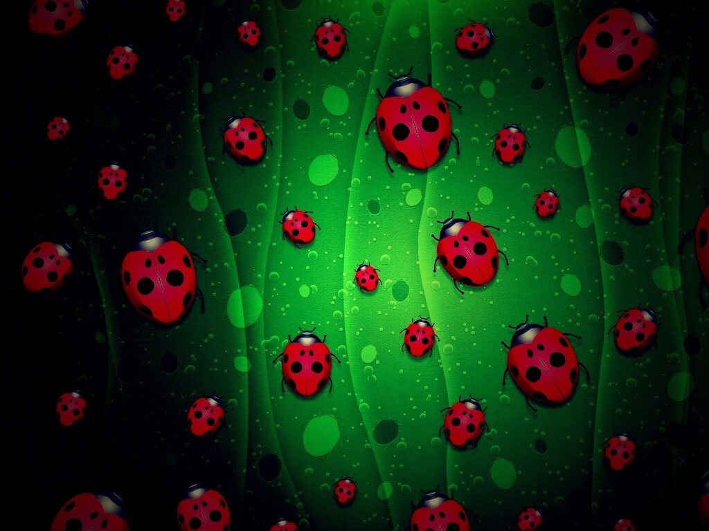 Божьи коровки обои